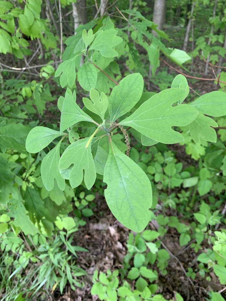 Plants of Dawes Arboretum (Eastside) Meredith's Ohio Plants site
